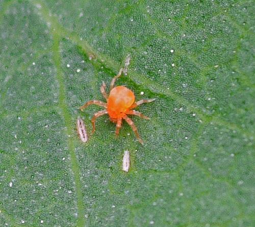 Réf. 342 302 : Anystis sp.